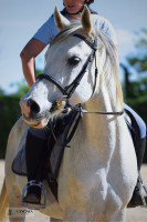 Vente de cheval : Lydian des Aubus